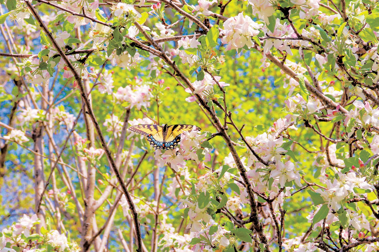 CN+R photographer Simon Barbre captured this butterfly in spring splendor near his home in Staley.